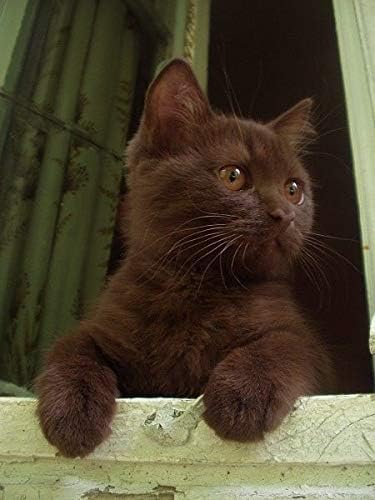I LOVE MY PETS LLC Omega-3 cat - Omega 3 Fatty ACIDS for Cats - Best Health Option - Premium - cat Omega 3 Supplement - 540 Softgels (3 Bottles)