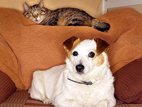 Skin Care for Dogs with Allergies - Omega 3 Fatty ACIDS for Pets - Dogs and Cats - Premium Health - Omega 3 for Dogs Capsule - 180 Softgels (1 Bottle)