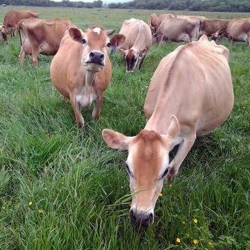 Raw Organic Whey Protein Powder Grass Fed Happy Healthy Cows Undenatured Hormone Free Non-GMO Gluten Free Unflavored Unsweetened Protein 12 oz