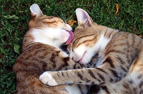 cat Senior Treats - Premium Omega 3 - for Cats Formula - Overall Health and Well Being - cat omega3 - 540 Softgels (3 Bottle)