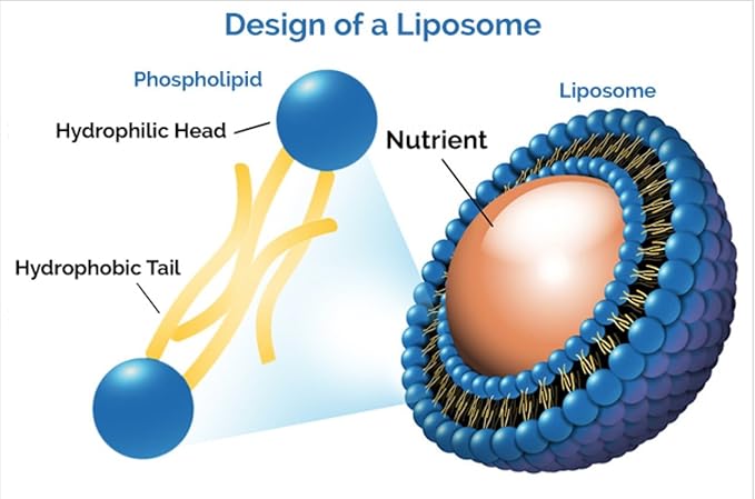 Liposomal Curcumin (Tumeric) and Resveratrol Two Powerful antioxidants Alcohol Free No Soy or Gluten Non-GMO Sunflower Oil