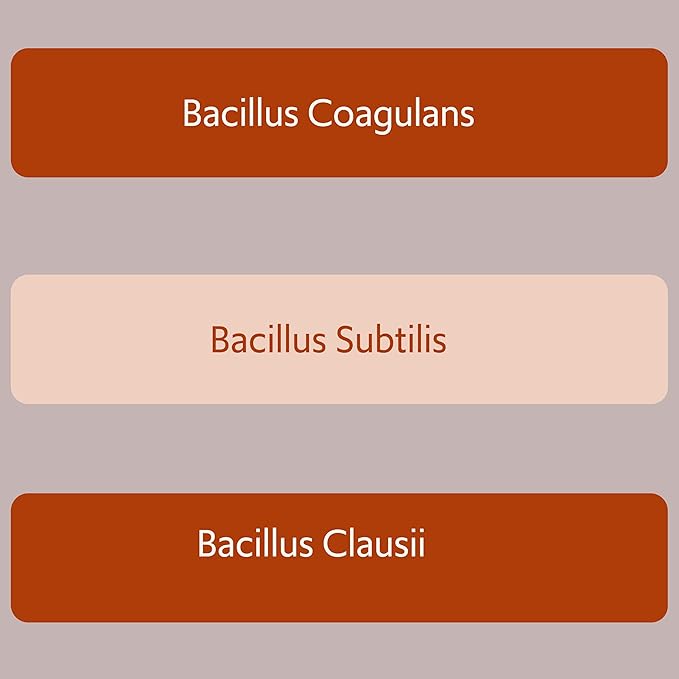 Bacillus B3 Probiotic Complex &amp Enzymes – 100% Spore-Based Organisms - SBO - Better Survivability - Bacillus Coagulans Bacillus Subtilis &amp Bacillus Clausii - Non GMO - 60 Capsules