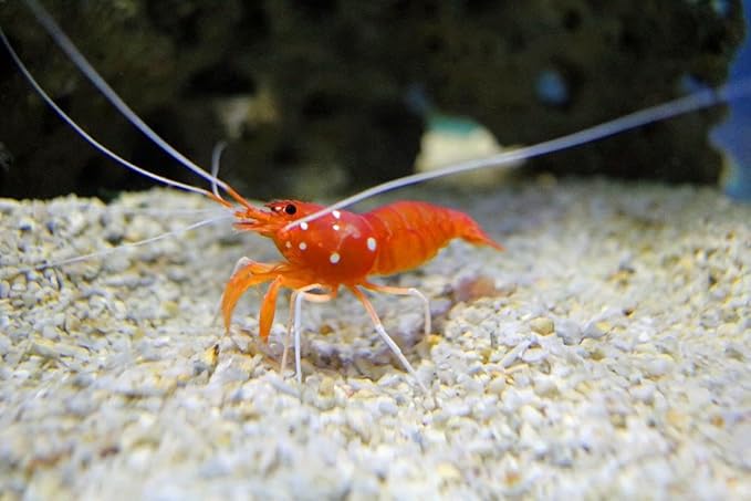 Aquatic Foods Inc. Calcium Feeder Disks for Shrimp Snails Crabs Crayfish Hermit Crabs and All Tropical Fish 50 Count Jar of Small &amp Medium Feeder Disks