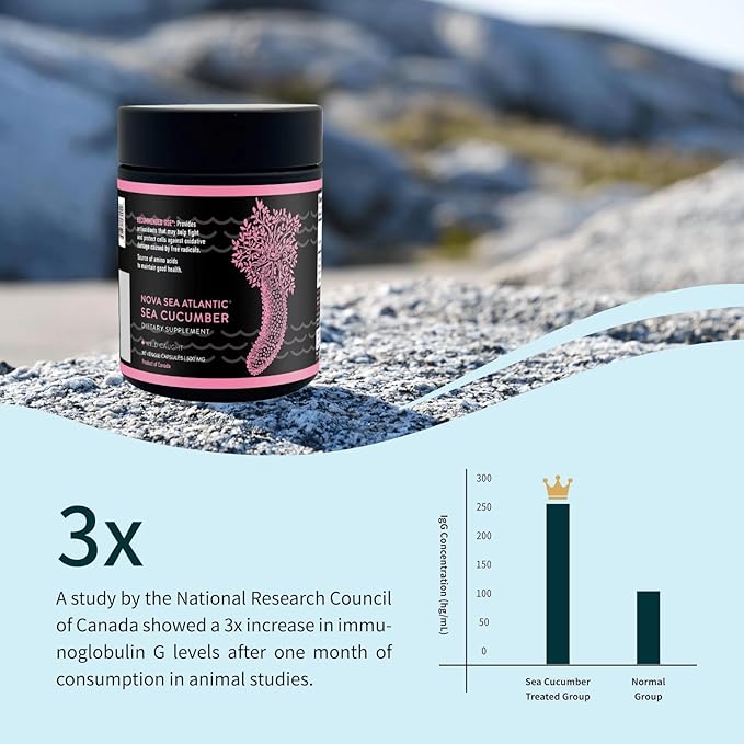 Wild Sea Cucumber Supplement Capsules Antioxidant Healthy Energy Supplement with Fucosylated Chondroitin Sulfate Collagen Glycosides Vitamins Minerals(Pack of 6)