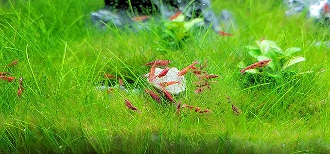 Aquatic Foods Inc. Calcium Feeder Disks for Shrimp Snails Crabs Crayfish Hermit Crabs and All Tropical Fish 335 Count Jar of Small-Medium-Large Feeder Disks