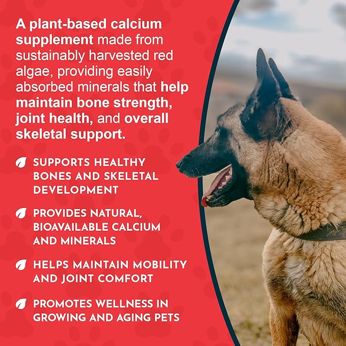 Animal Essentials Sea-Cal - Pure Seaweed Calcium Powder for Dogs with Magnesium Joint Supplement for Dogs &amp Cats for Healthy Bones &amp Teeth Joint Health Vegan Icelandic Seaweed Calcium - 12