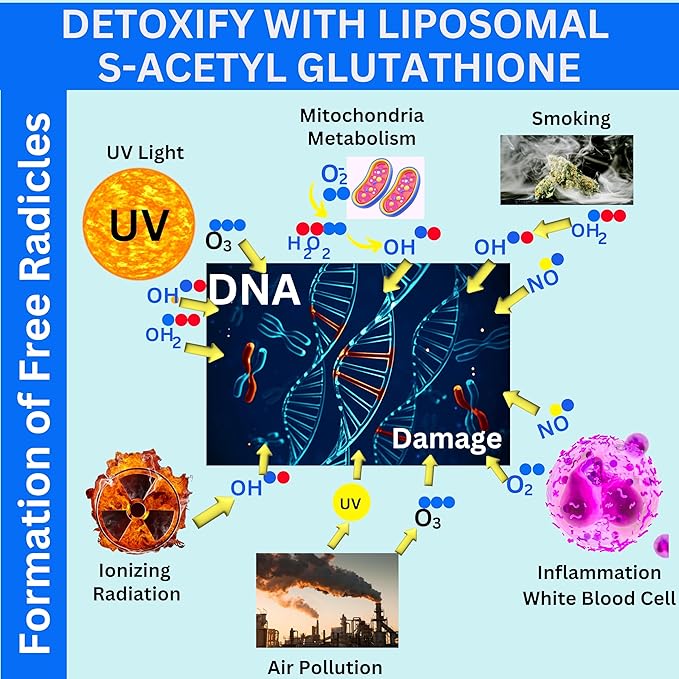 Nikoni Liposomal S-Acetyl L-Glutathione Resveratrol Hyaluronic Acid &amp Collagen 500 mg-120 Softgels