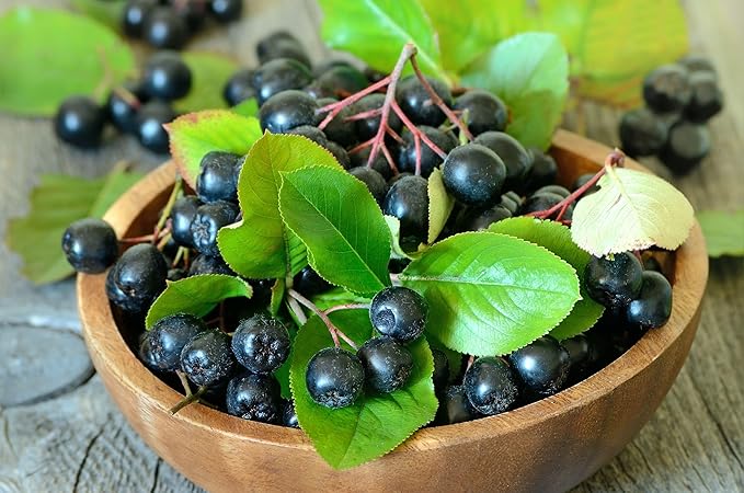 Aronia Powder | Aronia Berry Powder from Black Chokeberry Plant | 52 Servings | Supports Digestion and Gut Health | Made with Organic Aronia Berries | Black Chokeberry Supplement
