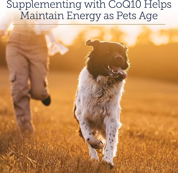Rx Vitamins CoQ1030 - Coenzyme Q10 for Dogs &amp Cats - 100% Pure Ubiquinone Cat &amp Dog Heart Supplements - Promotes Cardiovascular Function and Antioxidant Support - 30 softgels